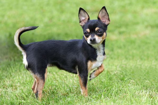 Chihuahuas