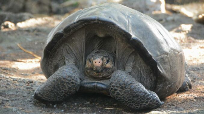 Giant tortoise