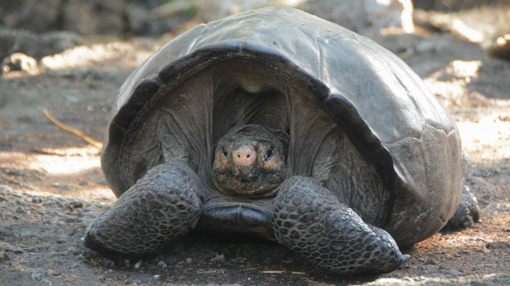 Giant tortoise