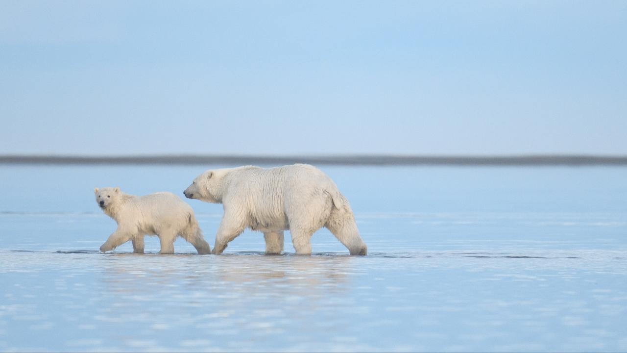 alaska,oil