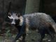 raccoon dogs