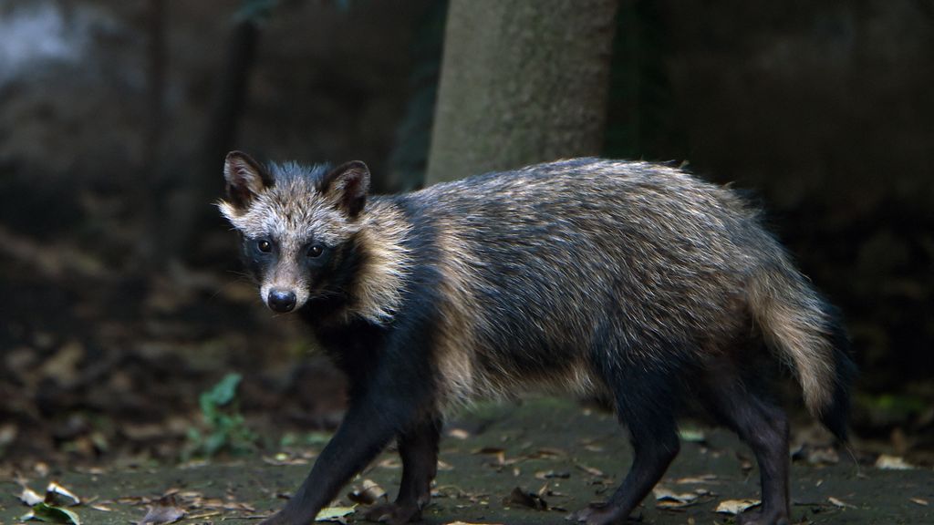 raccoon dogs