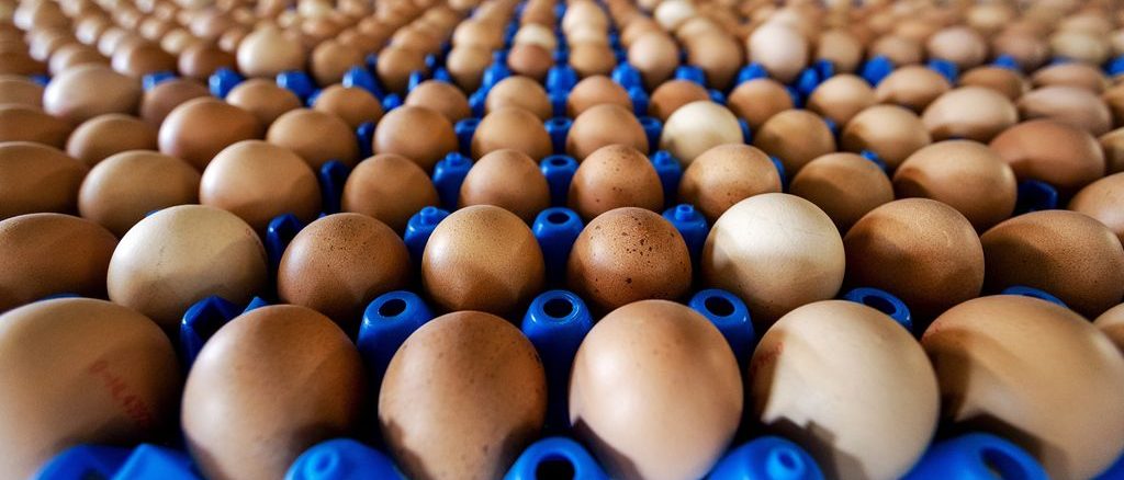 egg prices