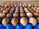 egg prices