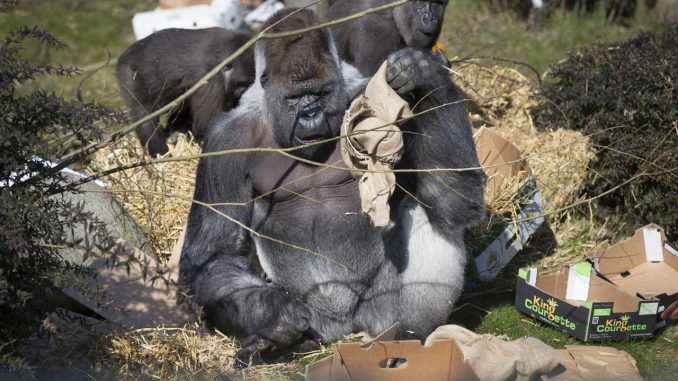 Gorilla Bokito