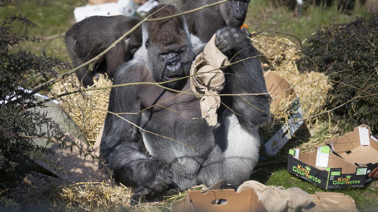 Gorilla Bokito