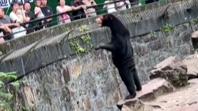 bear, Chinese zoo,