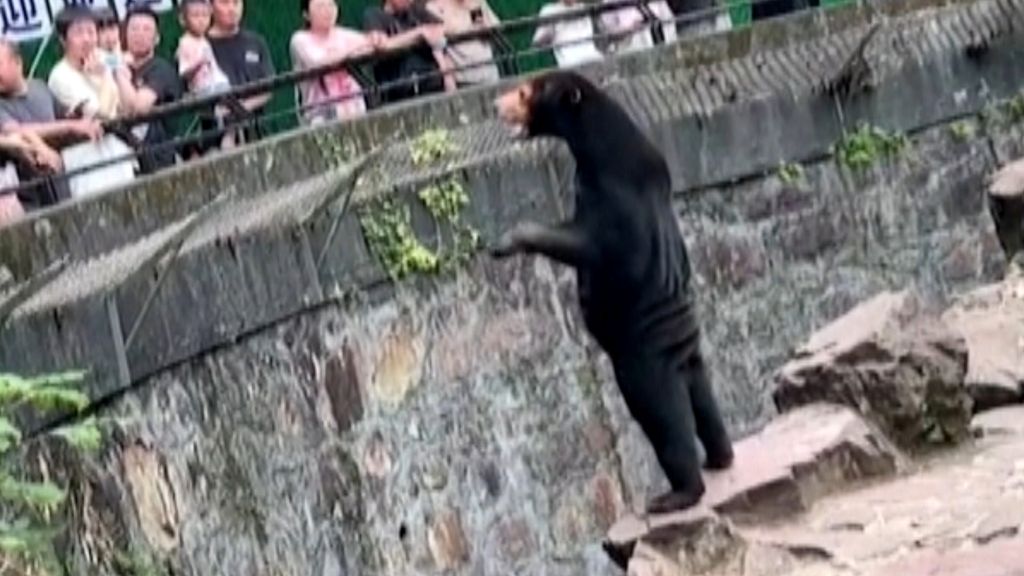bear, Chinese zoo,