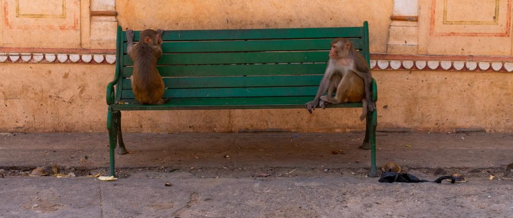 Monkey nuisance, G20 summit, India, Aggressive monkey cries, Monkey catchers