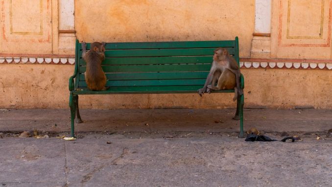 Monkey nuisance, G20 summit, India, Aggressive monkey cries, Monkey catchers