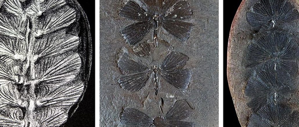 Baby Turtles Unearthed in Prehistoric Fossils prehistoric fossils