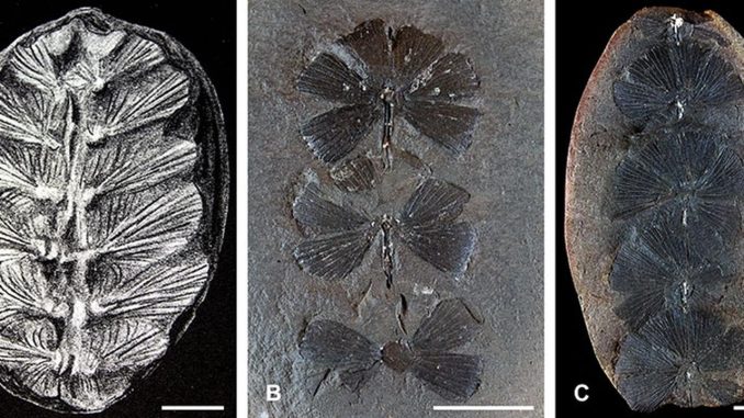 prehistoric fossils