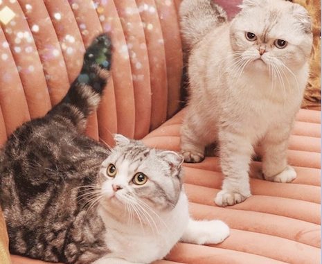 Taylor Swift's Feline Glam Squad TAYLOR SWIFT