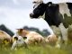Organic agriculture