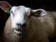 bluetongue infections
