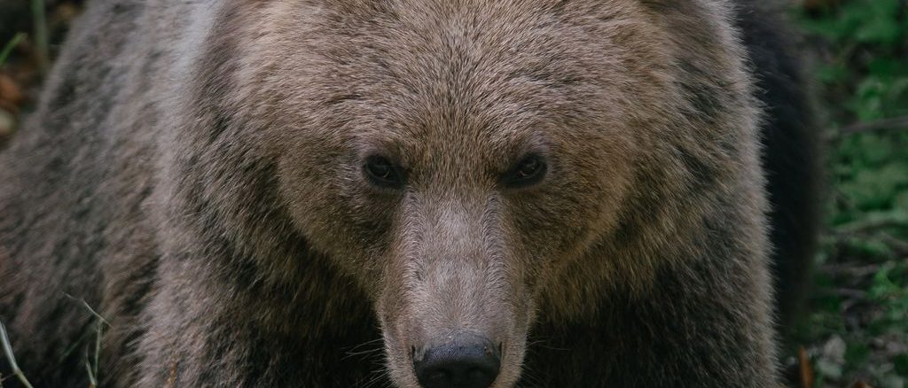 Bear in Romania drags hiker into wilderness and kills her Bear, Romania