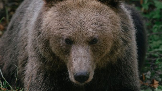 Bear, Romania