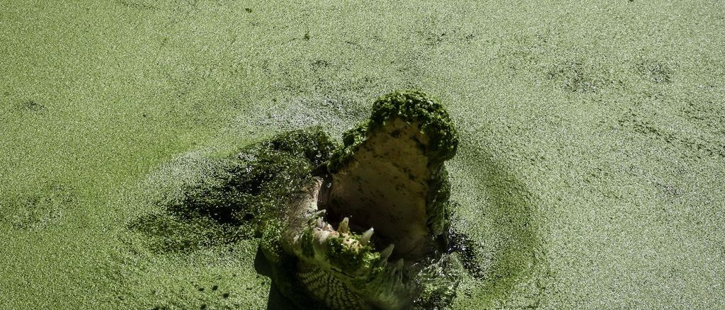 Australian crocodile