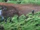 New Zealand father and children filmed