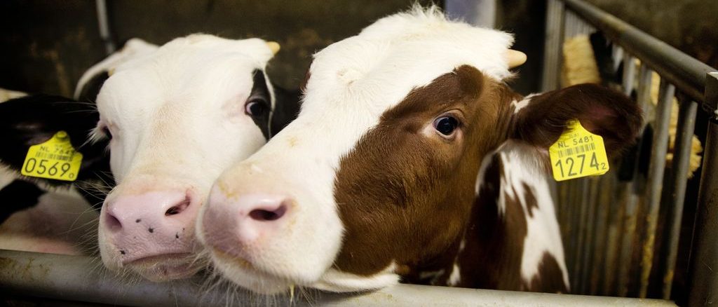 Large agricultural companies