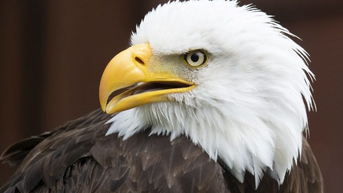 Bald eagle